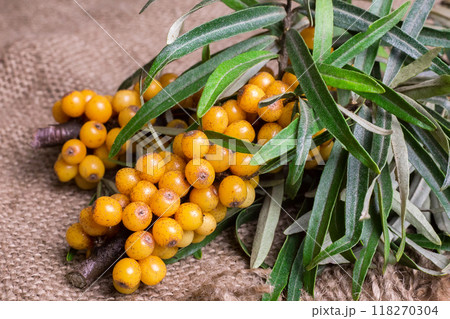 Buckthorn, Sea buckthorn berries in a bowl Buckthorn, Sea buckthorn berries in a bowl 118270304