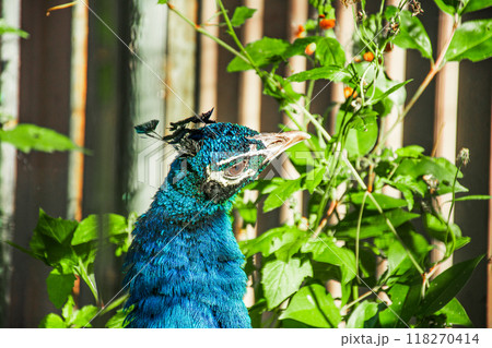 青い孔雀 118270414