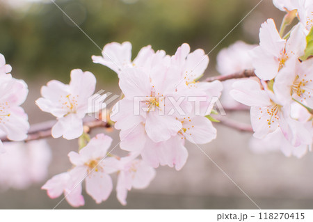 桜の花が咲いた 118270415