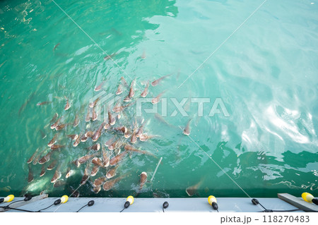 A group of catfish are swimming for food in the blue water with light bulbs hanging from the wall. 118270483