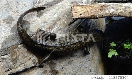 アカハライモリ 118270504