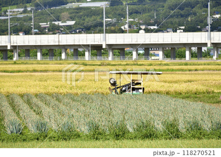 初秋の北海道北斗市で収穫間近の長ネギ畑の風景を撮影 118270521