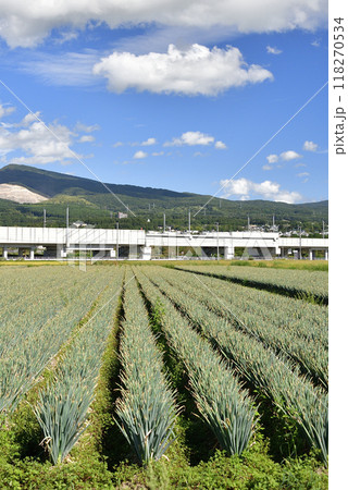 初秋の北海道北斗市で収穫間近の長ネギ畑の風景を撮影 118270534