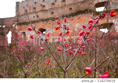 Deciduous shrub, pink flowers with orange seeds of euonymus europaeus or spindle. Celastraceae 118270619