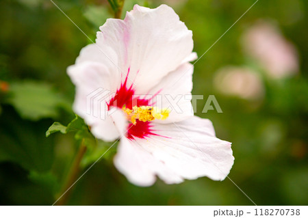 beautiful white mallow flower on the Green bushes. 118270738