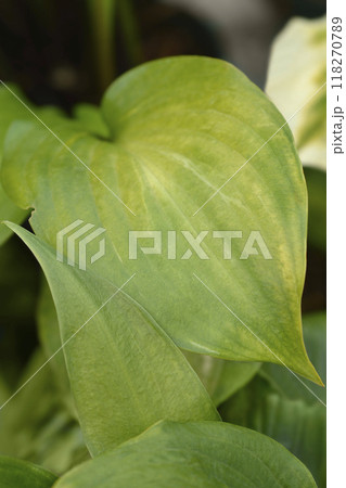 Gooseberry Sundae Hosta 118270789