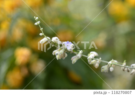 Russian Sage Russian Sage 118270807