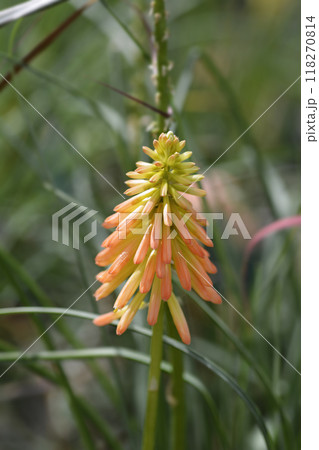 Red Hot Poker Red Hot Poker 118270814