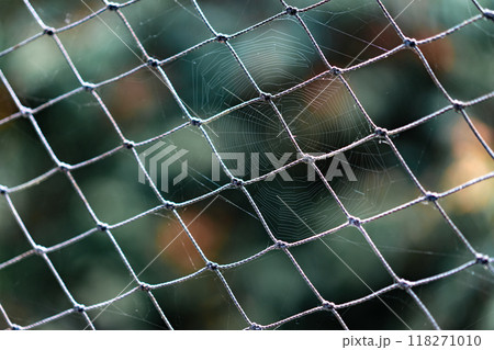 A mesmerizing blanket of spider webs adorns the intricate iron fence grill, creating a captivating display of nature's artistry. A mesmerizing blanket of spider webs adorns the intricate iron fence grill, creating a captivating display of nature's artistry. 118271010