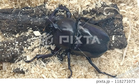 飼育ケース内のカブトムシのオス 118271075