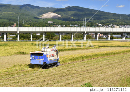 初秋の北海道北斗市で稲刈りの風景を撮影 初秋の北海道北斗市で稲刈りの風景を撮影 118271132