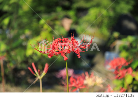 なばなの里 和傘と秋の花々 なばなの里 和傘と秋の花々 118271138