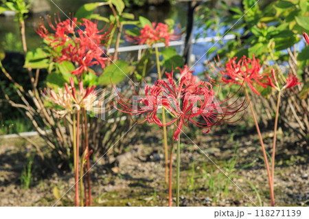 なばなの里 和傘と秋の花々 なばなの里 和傘と秋の花々 118271139