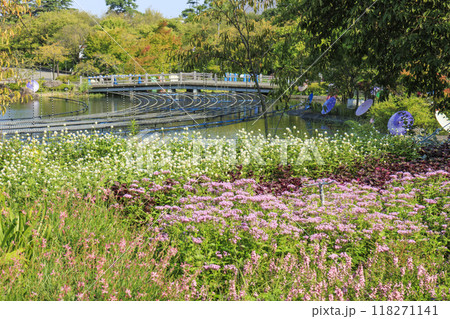 なばなの里　和傘と秋の花々 118271141