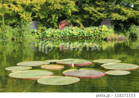 なばなの里　和傘と秋の花々 118271153