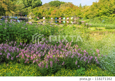なばなの里　和傘と秋の花々 118271162