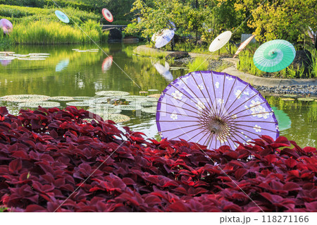 なばなの里 和傘と秋の花々 なばなの里 和傘と秋の花々 118271166