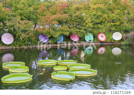 なばなの里 和傘と秋の花々 なばなの里 和傘と秋の花々 118271169