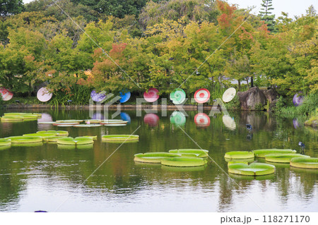 なばなの里　和傘と秋の花々 118271170