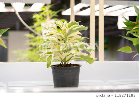 Planting is done with LED lighting in the tree house. Planting is done with LED lighting in the tree house. 118271195