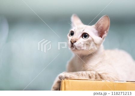 Sweet baby cat is top paper box on blurry background. Cute little kitten is sitting and looking up to the ceiling. 118271213