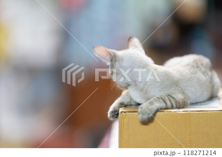 Little cat is looking backside from above a paper box with blurry background. 118271214