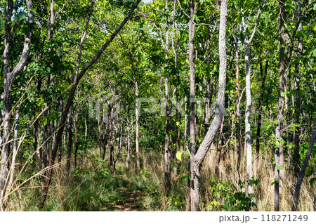 Daytime of landscape view in green forest and dry grass. Scene of broadside pathway in greenery forest. Daytime of landscape view in green forest and dry grass. Scene of broadside pathway in greenery forest. 118271249