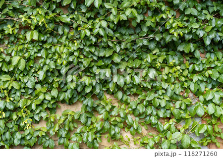 Greenery climbing plant growing on antique brick wall. Old brown brick wall covered with climbing plants. Greenery climbing plant growing on antique brick wall. Old brown brick wall covered with climbing plants. 118271260