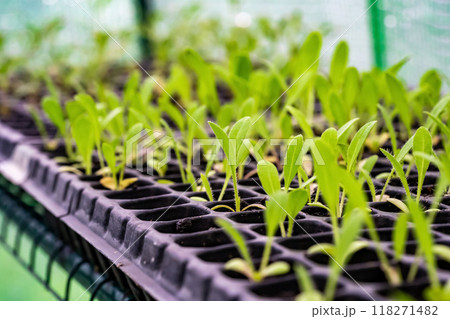 Close up of a sprout planted in the soil for planting. The stems of kale sprouts growing on the soil. Soil for cultivation is a contains nutrients for growth plant. Close up of a sprout planted in the soil for planting. The stems of kale sprouts growing on the soil. Soil for cultivation is a contains nutrients for growth plant. 118271482