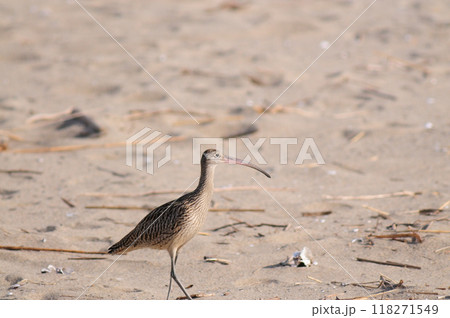 海岸のホウロクシギ 海岸のホウロクシギ 118271549