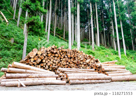 森林内の作業場に集積された丸太 118271553