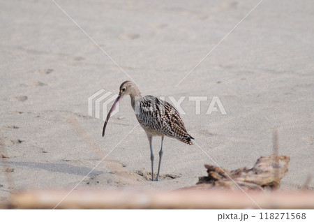 海岸のホウロクシギ 海岸のホウロクシギ 118271568