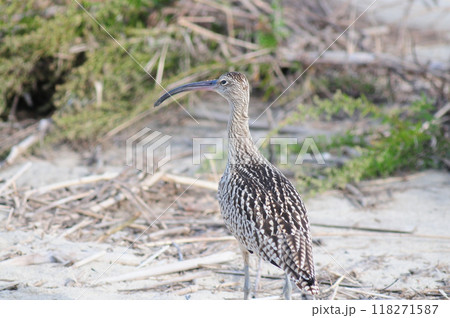 海岸のホウロクシギ 海岸のホウロクシギ 118271587