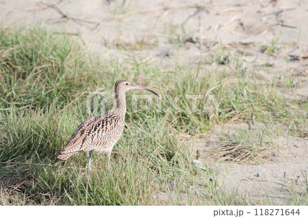 海岸のホウロクシギ 海岸のホウロクシギ 118271644