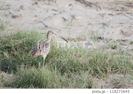 海岸のホウロクシギ 海岸のホウロクシギ 118271645