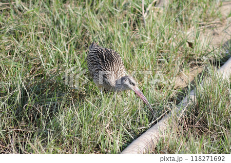 ホウロクシギの餌探し ホウロクシギの餌探し 118271692