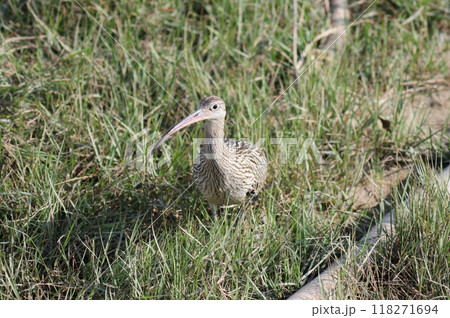 ホウロクシギの餌探し ホウロクシギの餌探し 118271694