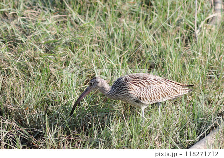 ホウロクシギの餌探し ホウロクシギの餌探し 118271712