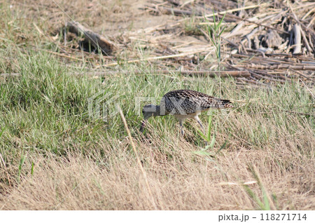 ホウロクシギの餌探し ホウロクシギの餌探し 118271714