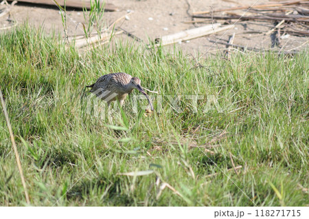 ホウロクシギの餌探し ホウロクシギの餌探し 118271715