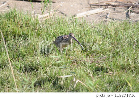 ホウロクシギの餌探し ホウロクシギの餌探し 118271716