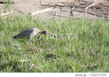 ホウロクシギの餌探し ホウロクシギの餌探し 118271720