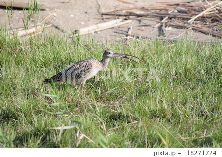 ホウロクシギの餌探し ホウロクシギの餌探し 118271724