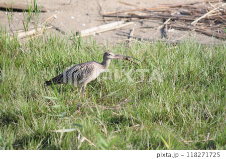 ホウロクシギの餌探し 118271725
