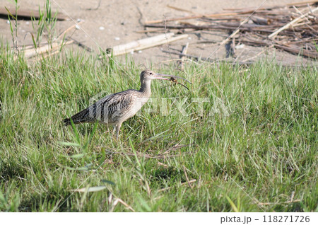 ホウロクシギの餌探し ホウロクシギの餌探し 118271726