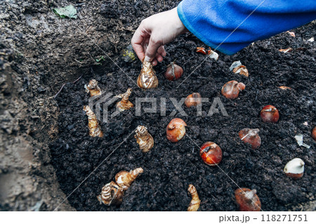 hands holding daffodil bulbs before planting in the ground 118271751