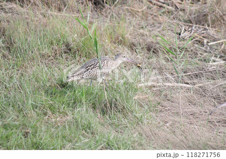 海岸の草原で餌を探すホウロクシギ 海岸の草原で餌を探すホウロクシギ 118271756