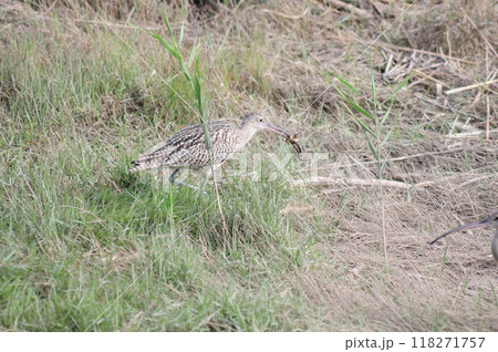 海岸の草原で餌を探すホウロクシギ 118271757