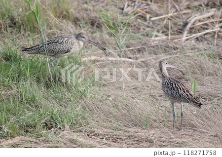 海岸の草原で餌を探すホウロクシギ 海岸の草原で餌を探すホウロクシギ 118271758