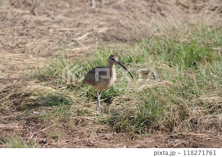 海岸の草原で餌を探すホウロクシギ 海岸の草原で餌を探すホウロクシギ 118271761
